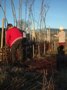 Willow screen construction at Namayasai in February 2011