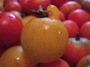 Tomato with hook (click for full sized image)