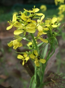 Karashina flower (click for full sized image)