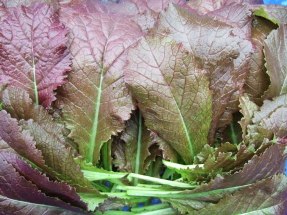 Harvested karashina (click for full sized image)