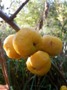 Japanese quince at Namayasai