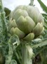 Globe Artichoke at Namayasai